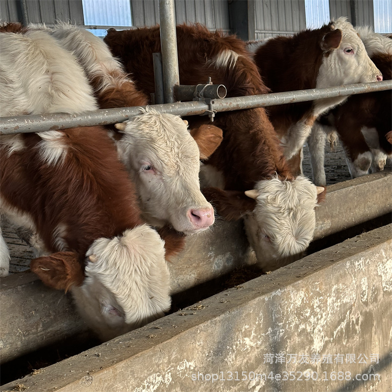 四川西门塔尔200-300斤牛犊价格 改良西门塔尔肉牛犊牛苗繁殖母牛