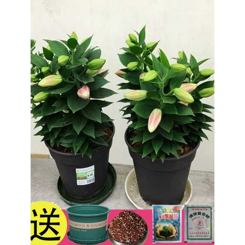 5 луковиц лилии цветут в любое время года, их легко выращивать и жить, комнатные цветы, парфюмерные лилии, свежие цветы, семена цветов в горшках.