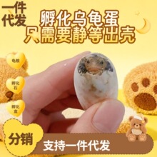 一件代发源头厂家孵化乌龟蛋草龟巴西龟蛋小乌龟活体观赏宠物龟