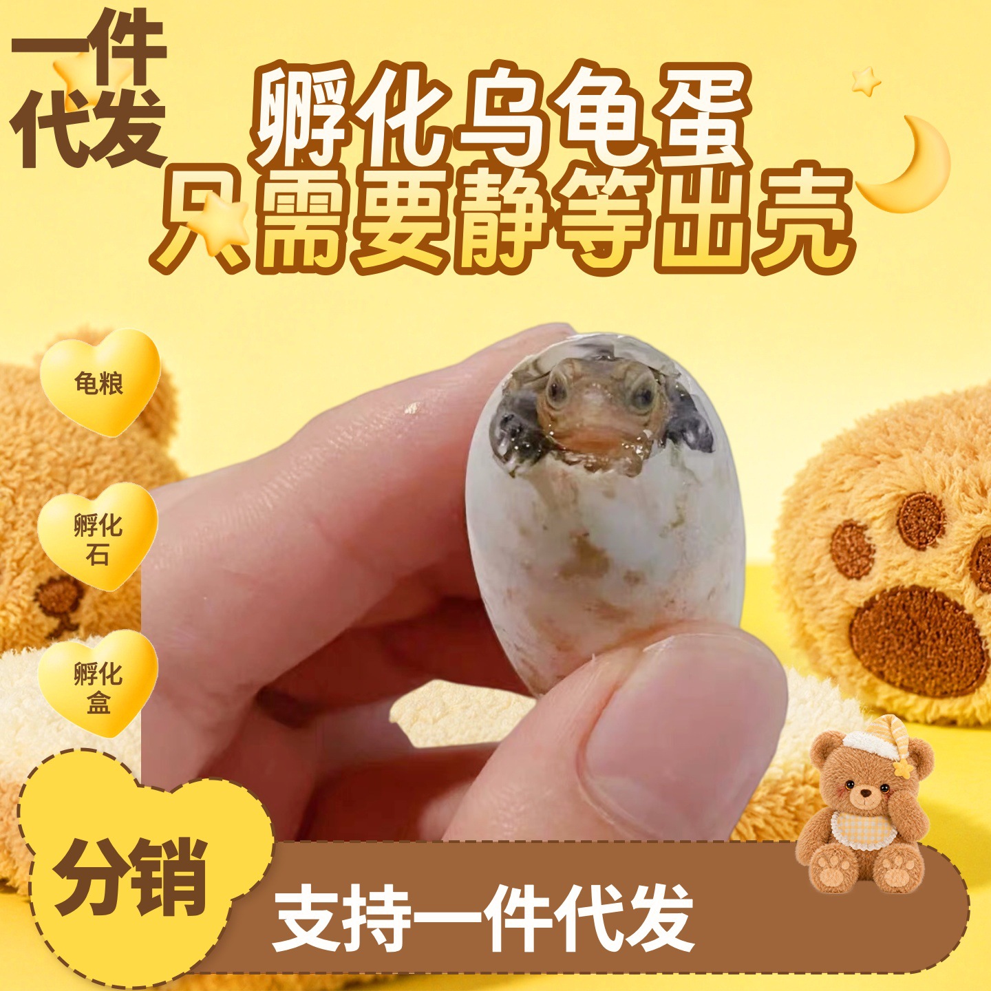 一件代发源头厂家孵化乌龟蛋草龟巴西龟蛋小乌龟活体观赏宠物龟