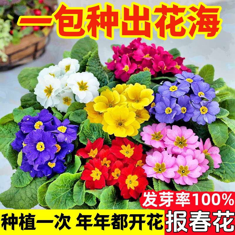 德国报春花种子耐寒七重楼黄花九轮樱草花晚景花种籽阳台盆栽四季