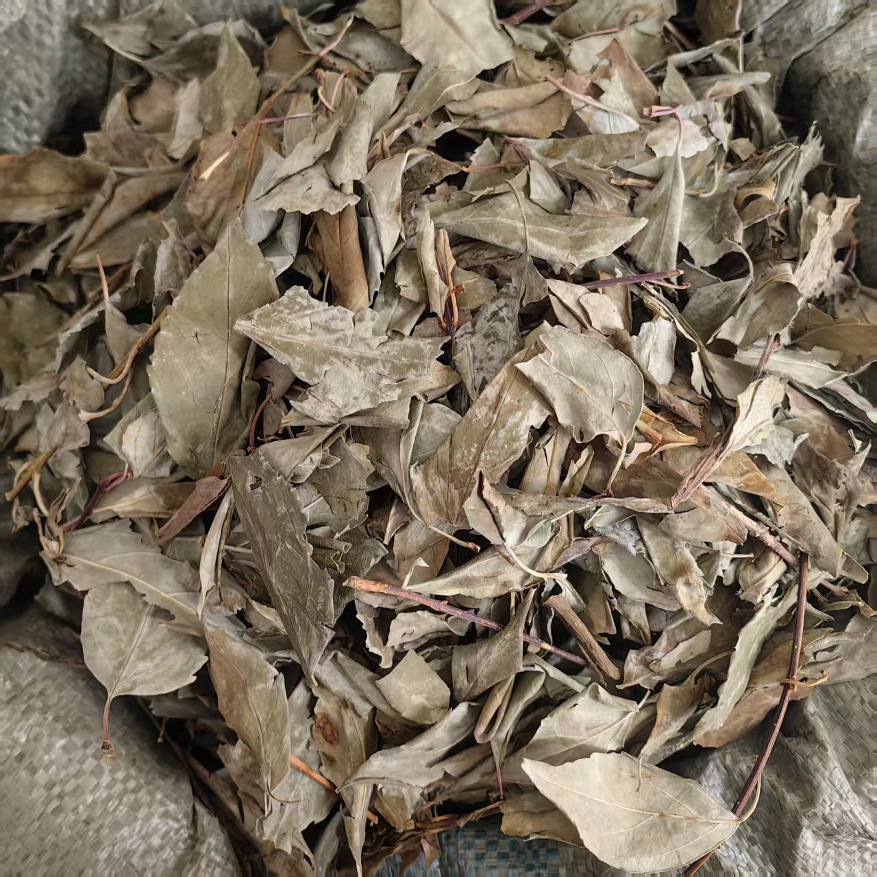 Dried Forsythia Leaf Tea Lian Qiao Ye 500g Sun Dried Herbal Tea Leaf from Shanxi in use