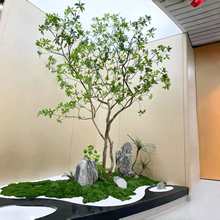 ���ͷ���Gֲ�R��ľ�����쾰����ֲ����غ��s������҃Ⱦ��^