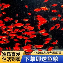 ��β�¹��~���欔���^�p�~���B�ͻ����ֺ��B̥���~����С�~�ɷ�ֳ