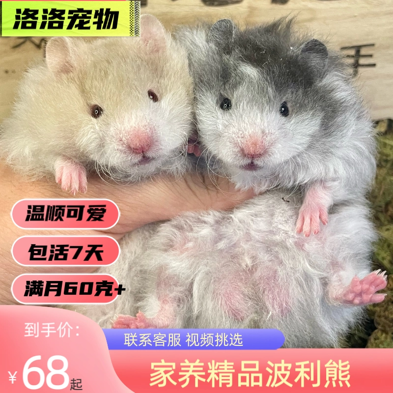 Длинношерстный медведь Поли, золотой хомяк, кудрявый хомяк, домашний хомяк с прямыми волосами, живой домашний хомяк, медовый Поли, кудрявый черный Поли.