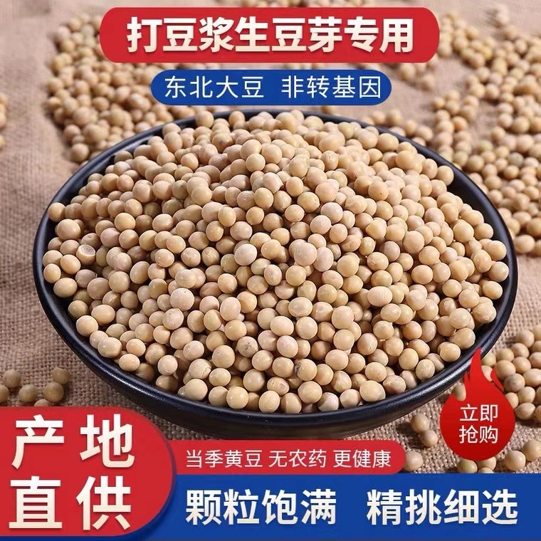 黄豆打豆浆黄豆芽磨粉专用黄豆农家自种非转基因当季黄豆|undefined