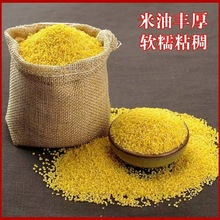 金黄小米月子农家散装新米养胃油糯小米粥5斤五谷杂粮黄小米批发
