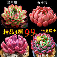 ��Ʒ����ֲ��ϡ��Ʒ�N����M�ϴ��w���B����С�Gֲ�����҃�����