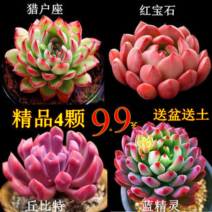 Fine Succulents, Rare Varieties, Succulent Combinations, Large, Easy-To-Grow Succulents, Small Green Plants, Florals, Indoor Potted Plants