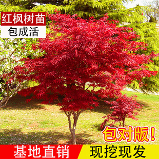 �ձ��t�������ļ��t�輧�Ϙ��辰����ͥԺ�e�������ͺ��G��ֲ����