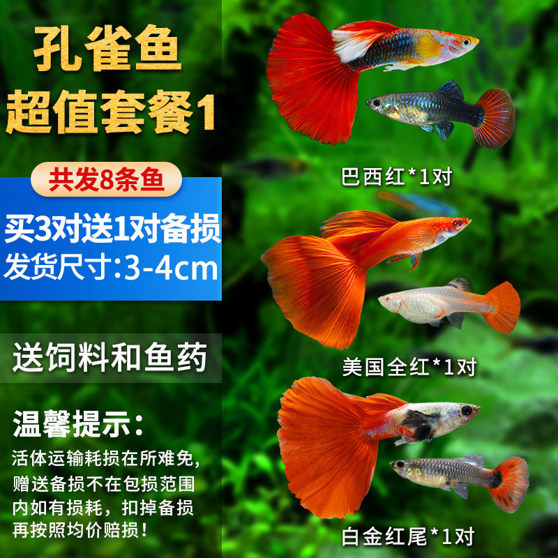 孔雀鱼精品小鱼缸观赏鱼好养耐活热带鱼活鱼天空蓝小型小鱼苗|undefined