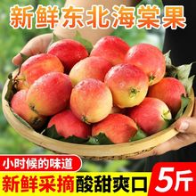 东北k9沙果5斤酸甜小苹果新鲜应季水果鸡心海棠果1/3斤包邮