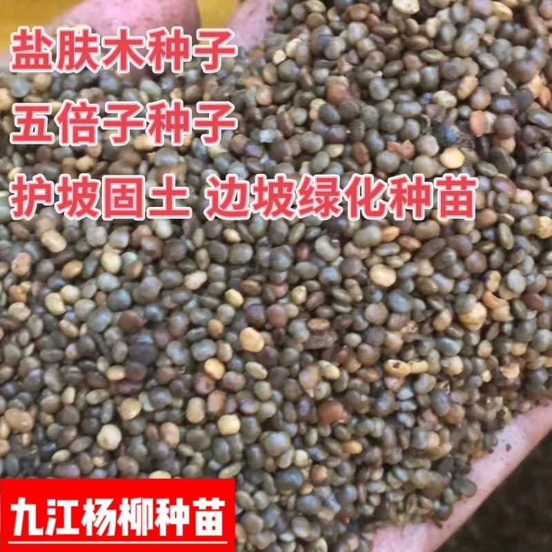 Соляная кожа семян древесины недавно перечисленные соль кожи семян кустарника склон экологизации шахты соединение зеленых семян