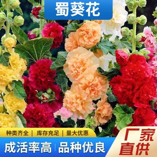 Hollyhock Seeds, Large-Flowered, Double-Flowered Hollyhock Flower Seeds, Perennial Red Seeds, Easy to Grow in All Seasons, Cold-Resistant Flower Seeds
