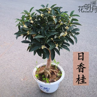 日香桂盆栽四季桂花矮霸树苗流苏桩嫁接老株桩带花苞阳台庭院