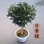 盆栽庭院嫁接四季树苗