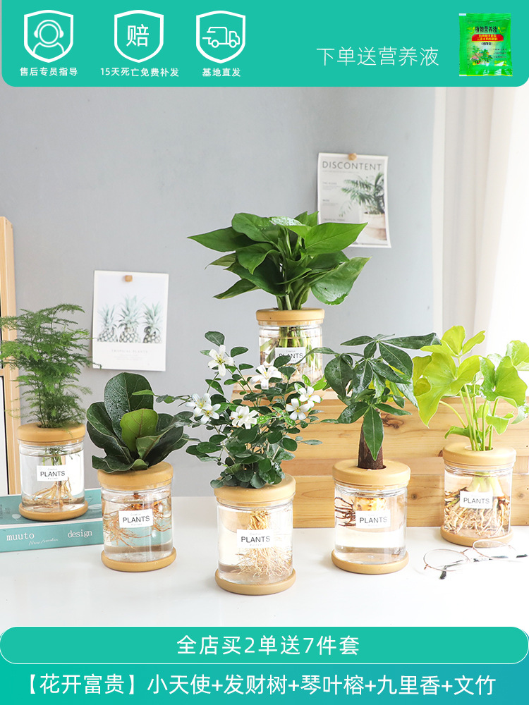 [꽃이 피고 번성한다] 작은 천사 + 돈나무 + 친예 + 구리향 + 아스파라거스 + 포토스 (무료 영양액)