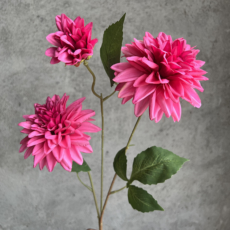 달리아 3개 - 로즈 레드