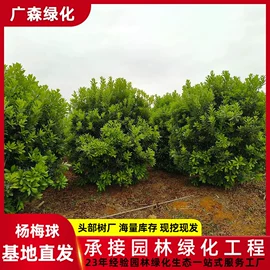 乔木;其他园林植物;灌木