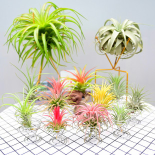 Air Pineapple, Air Grass, Old Man's Beard, Elf, Lazy Plant, Clean, Easy to Live and Easy to Take Care Of, Potted Plant to Purify the Air