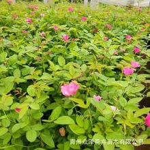丰花月季 多年生粉花月季营养钵绿化工程苗盆景带花苞
