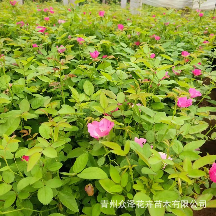 丰花月季 多年生粉花月季营养钵绿化工程苗盆景带花苞