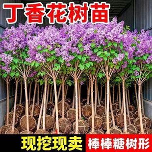���㻨���窚�U��������ͥԺ�e���ͺ����@ֲ�����Ե��ԝ����L����