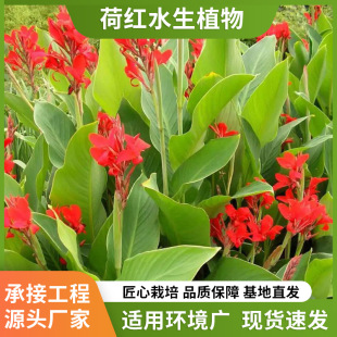 Canna Flower Seedlings Ornamental Aquatic Plants Florals Courtyard Potted Outdoor Wetland River Landscaping Plants