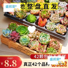 多肉植物组合盆栽新款多肉绿植花卉室内客厅办公室桌面防辐射植物