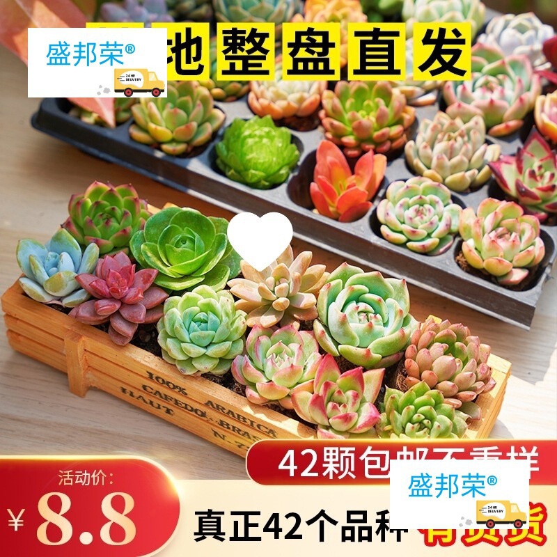 Succulent Plant Combination Potted New Succulent Green Plant Flower Indoor Living Room Office Desktop Radiation-Proof Plant Succulent Plant Combination Potted New Succulent Green Plant Flower Indoor Living Room Office Desktop Radiation-Proof Plant