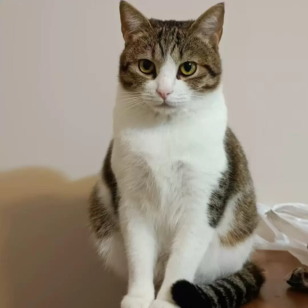 Кот домашний, сельскохозяйственный, китайский, табби, котенок, живой, маленький, высококачественный, оранжевый, молочный, каллико, высококачественный котенок