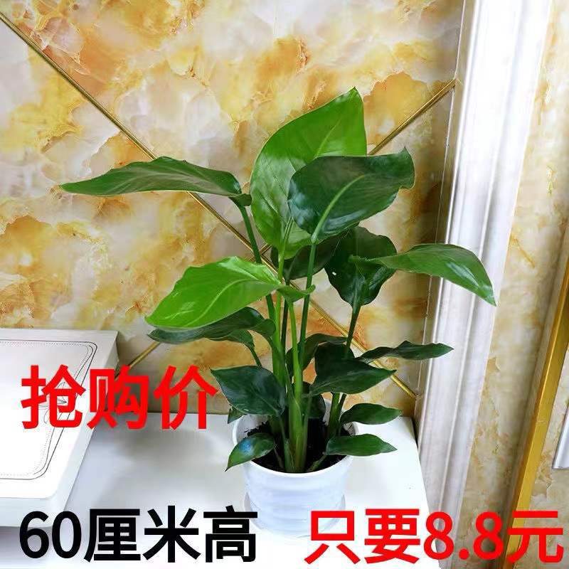天堂鸟植物室内大型盆栽 鹤望兰客厅办公室花卉网红绿植四季常青