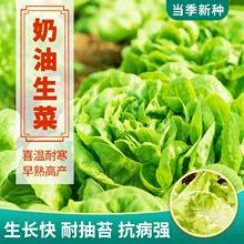 【奶油生菜种子】四季生菜耐热早熟高产生长快抗病强默认项国产