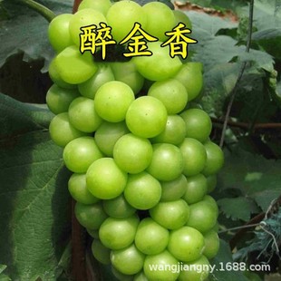 �������l�޷������� ꖹ�õ����������� �ĺڼ޽Ӽt��ռ��������