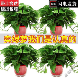 Large Potted Green Plants for Indoor Use, Formaldehyde Absorption, Easy to Care for in New Homes, Long Vine Green Plants, Radiation-Resistant Plants, Hydroponic Green Plants