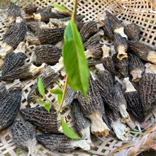 煲汤食用干货羊肚菌大朵50G四川特产 源头产地  酒店餐饮走量批发