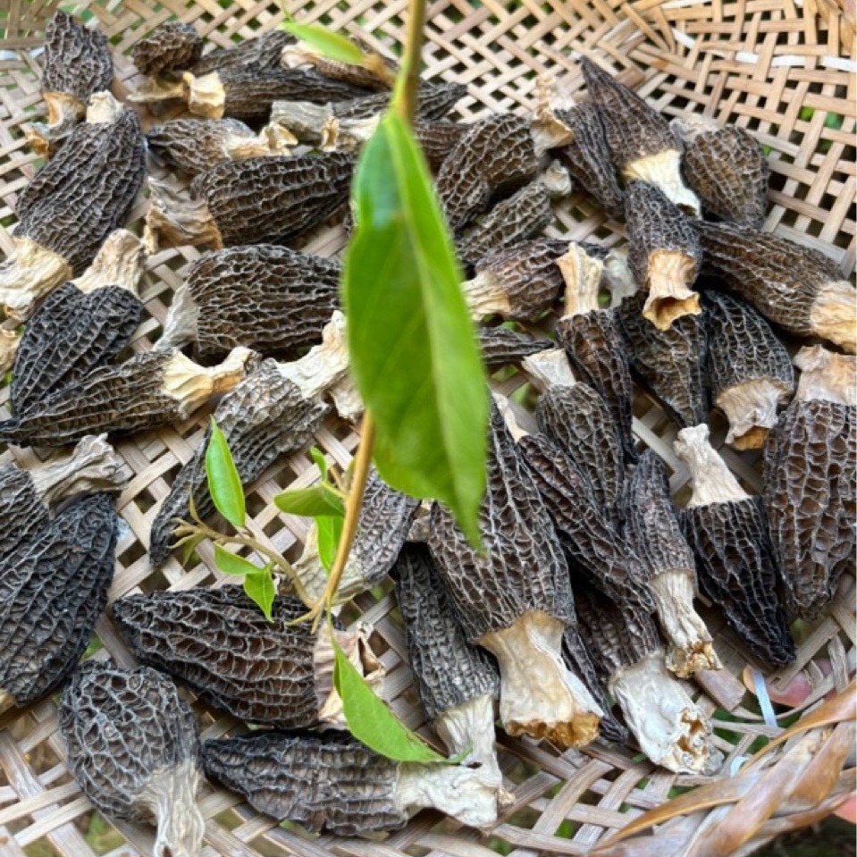 煲汤食用干货羊肚菌大朵50G四川特产 源头产地  酒店餐饮走量批发