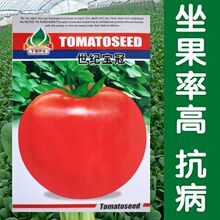 世纪宝冠 番茄高产四季果蔬播种蔬菜种子盆栽种子种植西红柿
