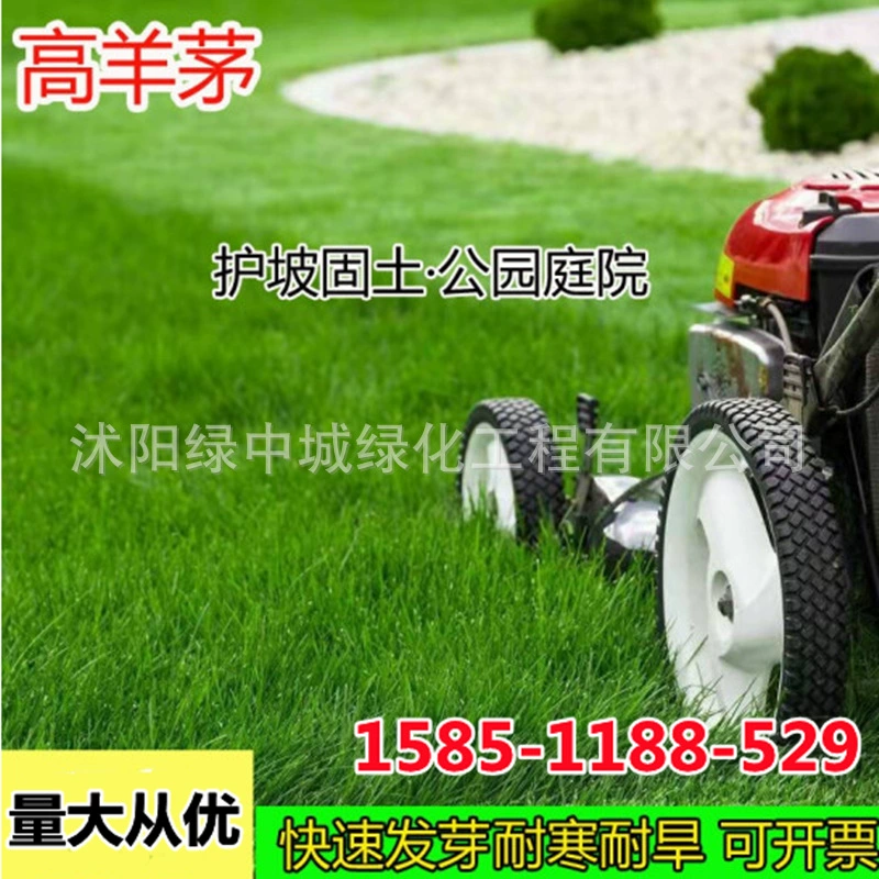 Дерн семена травы Festuca arundinacea семена Бермуды корневой склон защиты фиксации почвы Festuca arundinacea семена Райграс Озеленение дерна четыре сезона