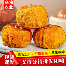批发正宗金贝贝南瓜板栗口感老南瓜宝宝辅食红贝贝小南瓜一件代发