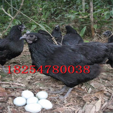 婆罗门种鸡活体价格观赏鸡活物鸡苗 波兰鸡幼苗哪里有卖的梵天鸡