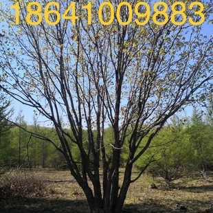 Mongolian Oak Clump Mongolian Oak Liaodong Oak Cold-Resistant Deciduous Tree Autum Leaves Red