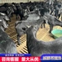 成本常年黑山羊