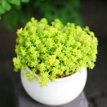 黄金万年草 佛甲草 护盆草多肉绿植易群生新手易养 多颗植物