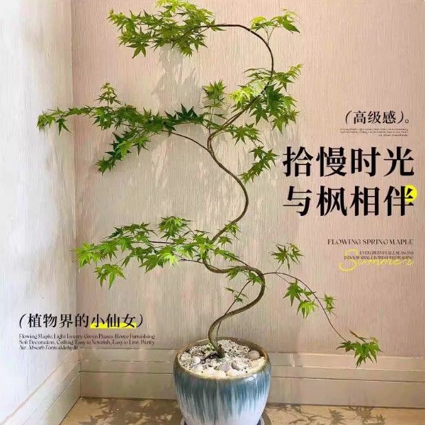 Potted Maple Tree Seedlings, Japanese-Style Bonsai, Large Green Plants for Indoor Balconies and Offices, Easy to Care for All Year Round Potted Maple Tree Seedlings, Japanese-Style Bonsai, Large Green Plants for Indoor Balconies and Offices, Easy to Care for All Year Round