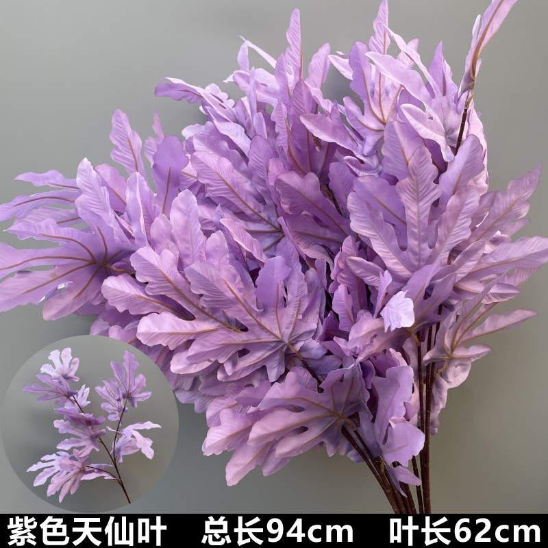 보라색 천사 잎