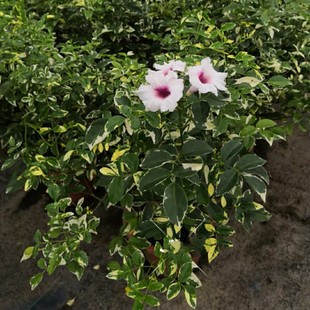 2207 base wholesale supply of flower leaf spot leaf white flower dedicated potted plant green plant crawling flower stand