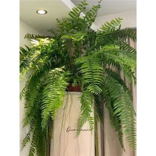 Overlord Fern Boston Large Pot Long Leaf Hanging Kidney Fern Living Room Indoor Potted Rainforest Green Plant Fern Ceiling