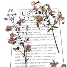 ���ɲݻ� �ɻ�Ѻ��ֲ��˱�diy���z�֙C���ֹ��b���򮋸ɻ�����