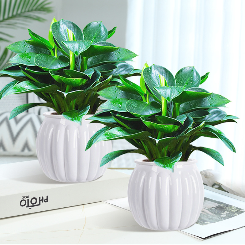 골든 다이아몬드 3개 약 25cm [호박 모조 도자기 화분] + 영양액 [화분 2개 특가]